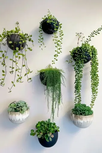 Wall Planter